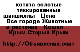 котята золотые тиккированные шиншиллы › Цена ­ 8 000 - Все города Животные и растения » Кошки   . Крым,Старый Крым